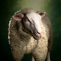 Portrait Sheep.png