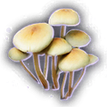 Thumbnail for version as of 09:48, 26 September 2026