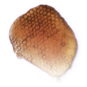 Honey Comb image