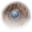 Studded Shield Icon.png