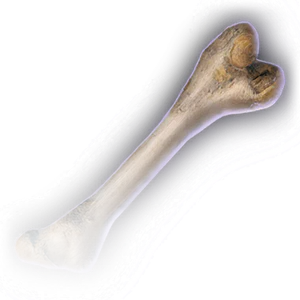 Rothé Femur image