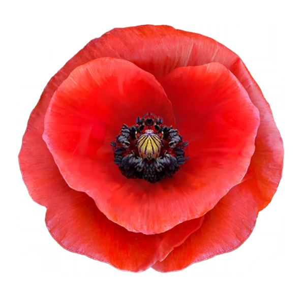 File:Sticker Env Flower Poppy.webp