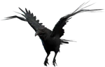 Dire Raven Companion