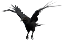 Corvus Model.png