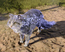 A cat conjured with Minor Illusion