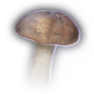 White Mushroom image