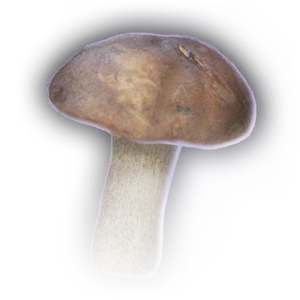 White Mushroom image