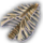 Ribcage Unfaded.png