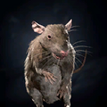 Portrait Conjured Rat.png