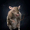 Conjured Rat