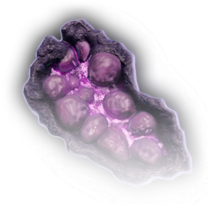 Bulbous Fungus image