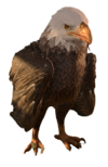 Giant Eagle.png