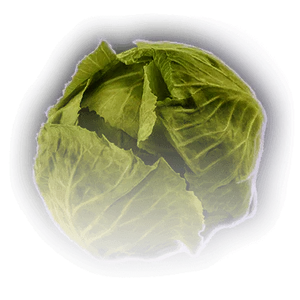 Cabbage image