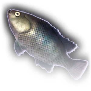 Fish image