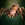 Giant Spider