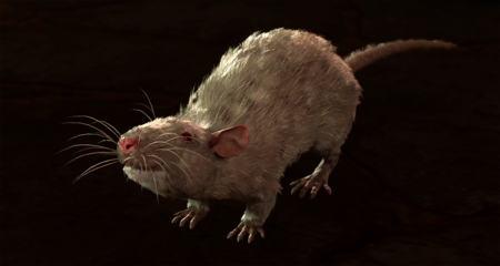 Rat (albino) - Baldur's Gate 3 Wiki