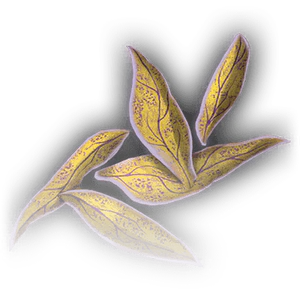 Yellow Musk Creeper Petals image