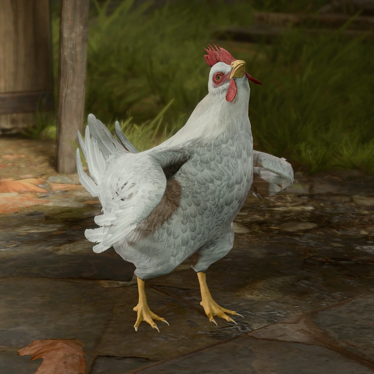 Dishevelled Chicken - bg3.wiki