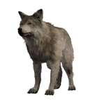Wolf Companion