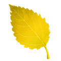 Thumbnail for version as of 20:36, 8 April 2025