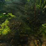 Spike Traps under the water (Sunlit Wetlands)