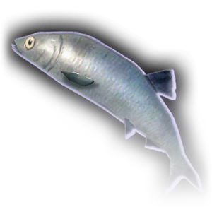 Fish image