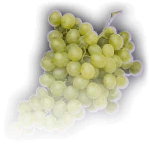 FOOD Green Grapes Faded.png
