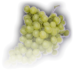 Green Grapes image